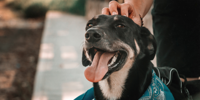 Esterilización temprana en perros zoèpure pets