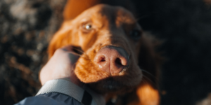 Licencia por la muerte de una mascota en zoèpure pets