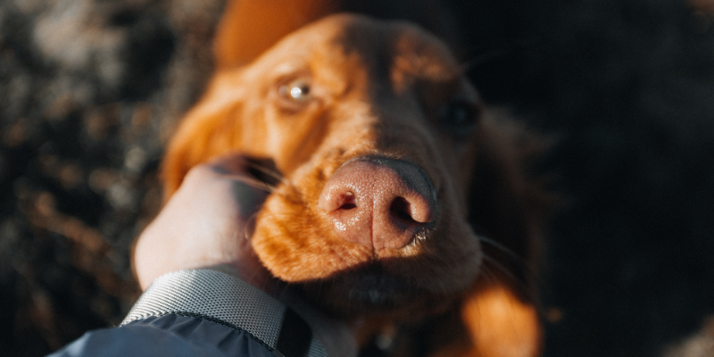 Licencia por la muerte de una mascota en zoèpure pets