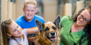 Esterilización temprana en perros zoèpure pets