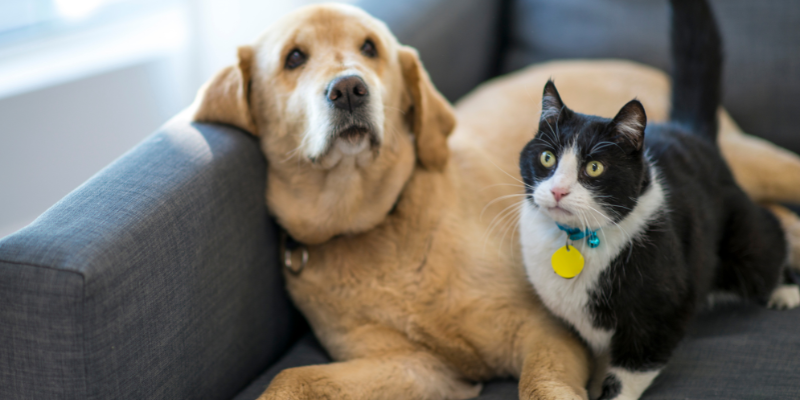 las cenizas de tu mascota zoèpure pets