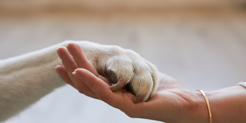 las cenizas de tu mascota zoèpure pets