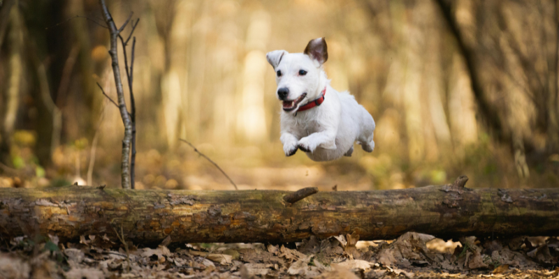 Cenizas Animales: ¿De qué están compuestas las cenizas de tu peludo? Zoèpure