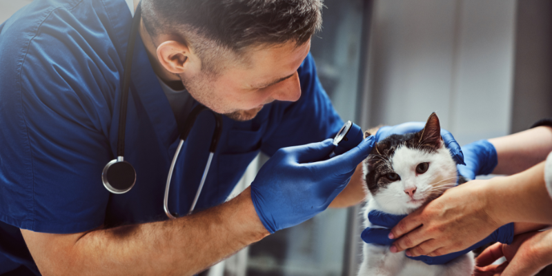 Veterinarios en españa zoèpure