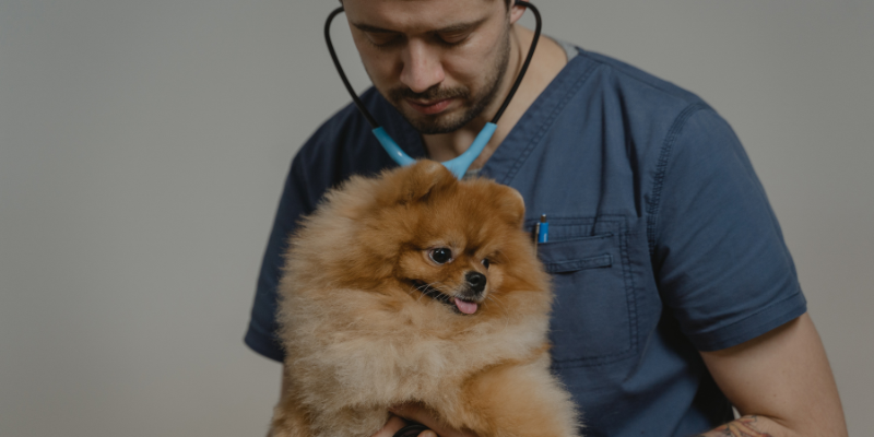 Veterinarios en españa en zoèpure pets