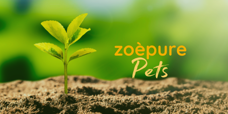 zoèpure transforma zoèpure pets cenizas de mascota