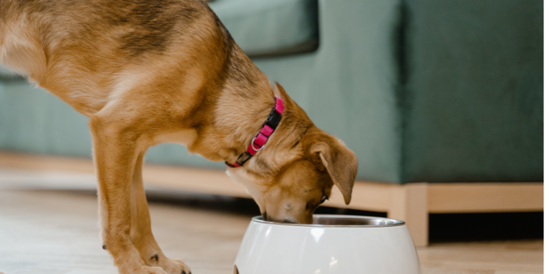 Alimentos para mascota zoèpure