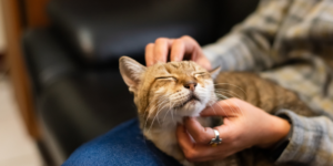 ley de bienestar animal zoèpure pets