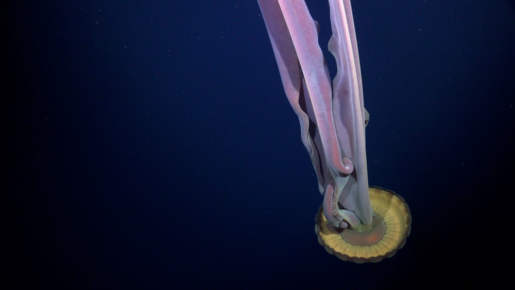 ecosistema oculto en iceberg del tamaño de Chicago zoèpure pets foto de schmidtocean