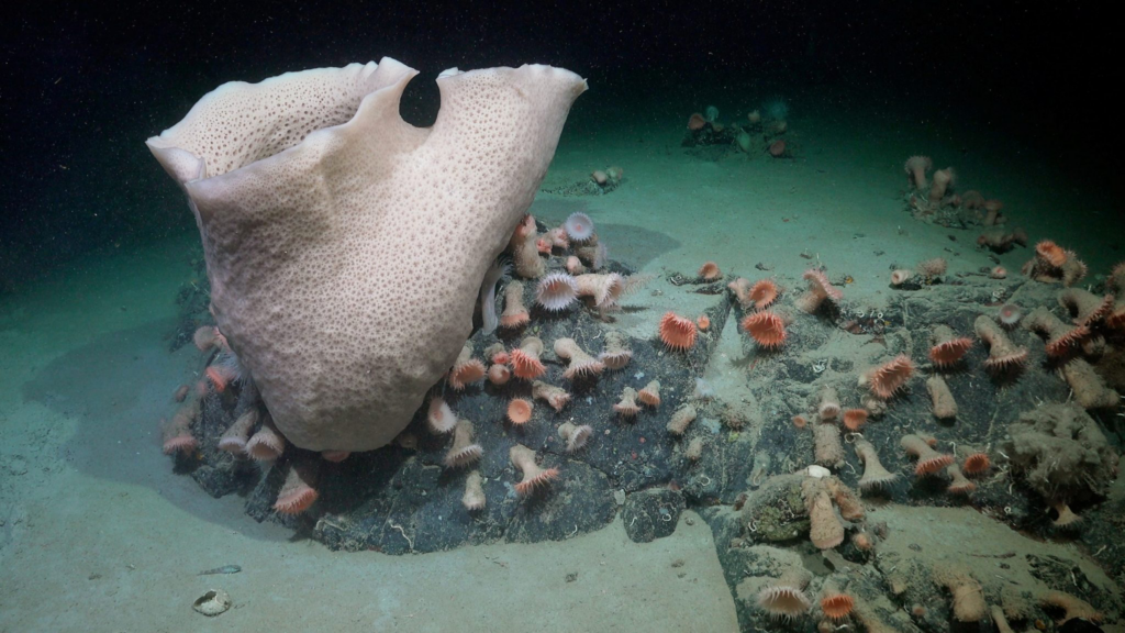ecosistema oculto en iceberg del tamaño de Chicago zoèpure pets foto de schmidtocean