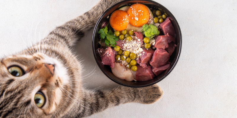 comida para mascotas en Tailandia zoèpure pets