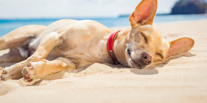 Playas imperdibles para mascotas en España el verano 2025