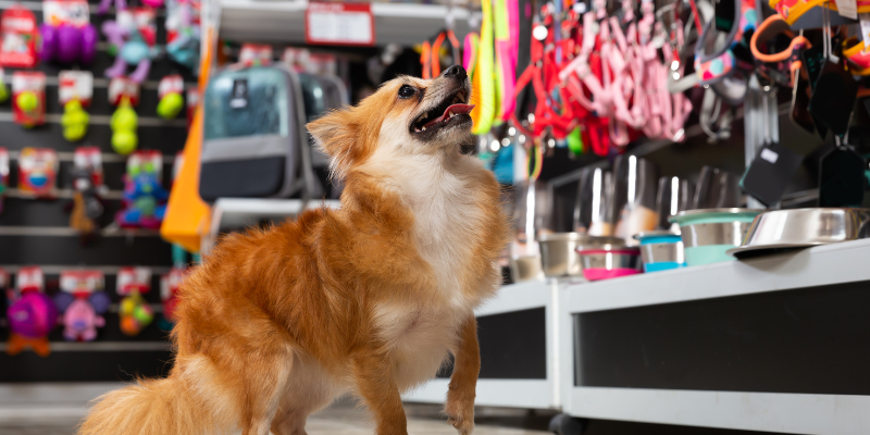 una mascota en españa datos sorprendentes zoèpure pets