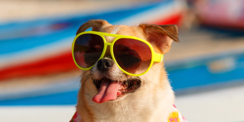 Playas imperdibles para mascotas en España el verano 2025