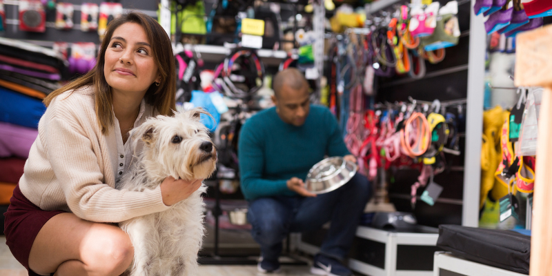 una mascota en españa datos sorprendentes zoèpure pets