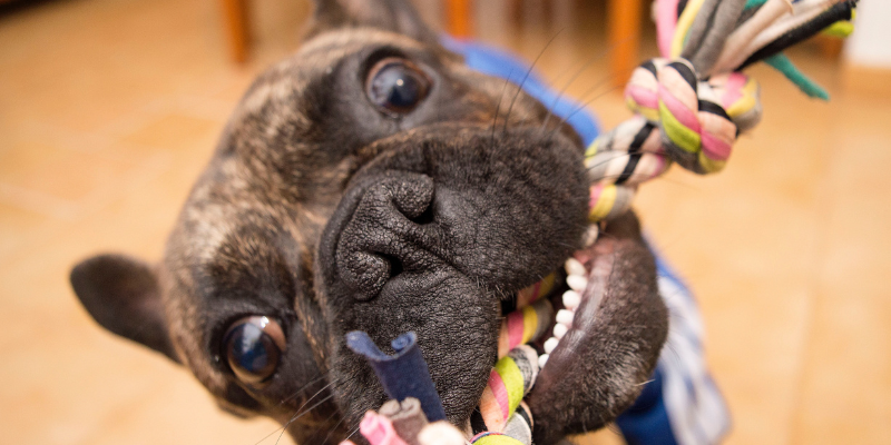 una mascota en españa datos sorprendentes zoèpure pets
