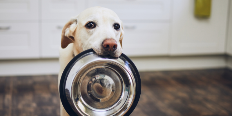 comida para mascotas en Tailandia zoèpure pets