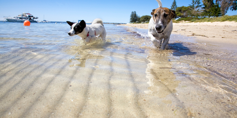Playas imperdibles para mascotas en España el verano 2025