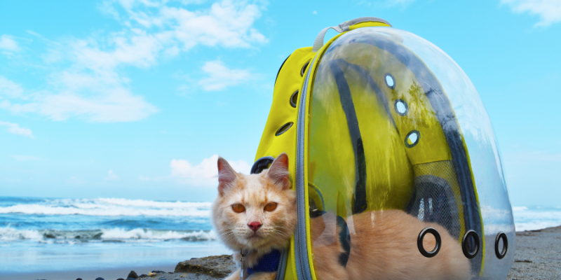 Playas imperdibles para mascotas en España el verano 2025
