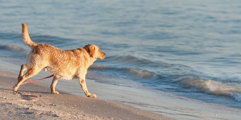 Playas imperdibles para mascotas en España el verano 2025