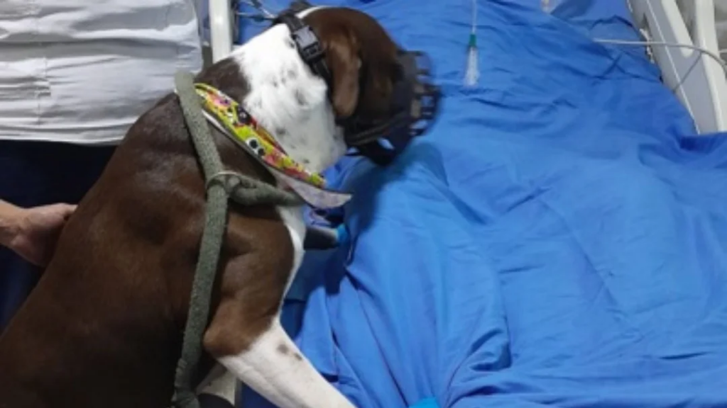 huellitas al final de la vida despedida mascotas zoepure pets