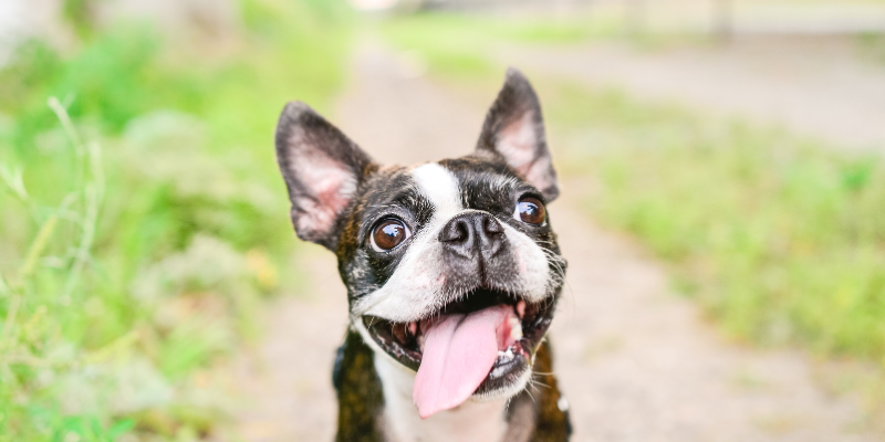 honrar la memoria de mi mascota tributo ecologico Zoèpure Pets