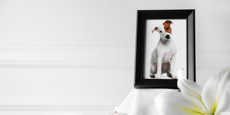 honrar la memoria de mi mascota tributo ecologico Zoèpure Pets