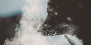 Opciones sobre qué hacer con las cenizas de una mascota